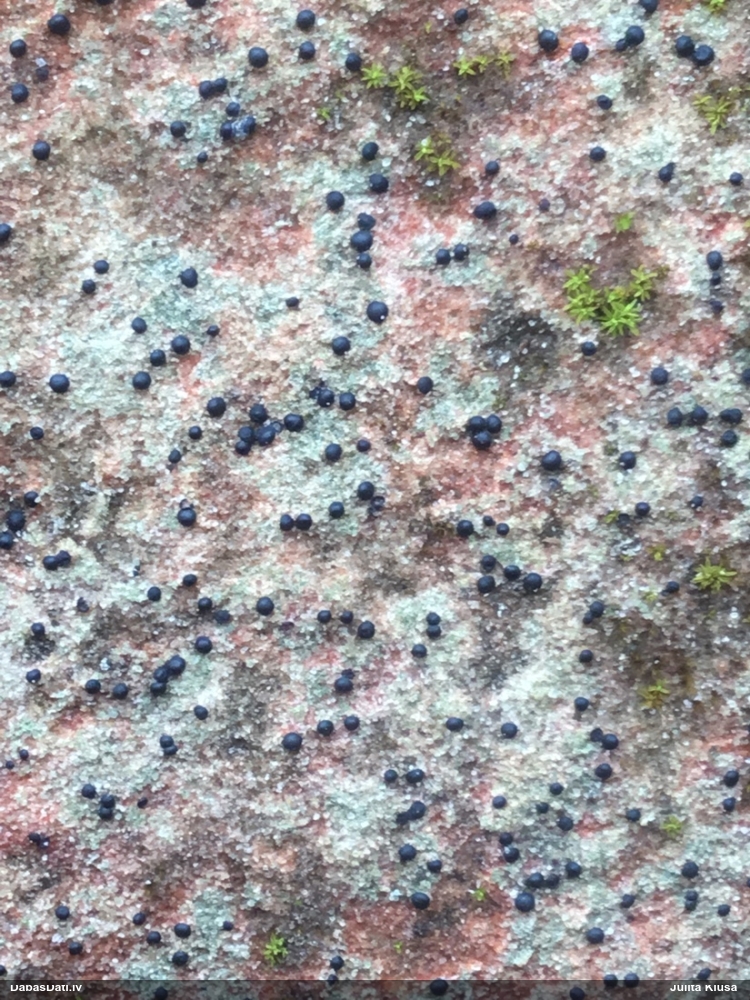 Ķērpis (nenoteikts)