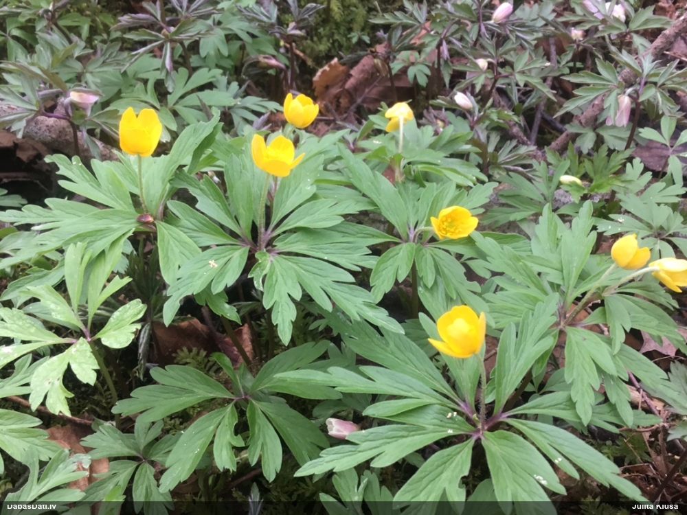 ветреница лютиковая