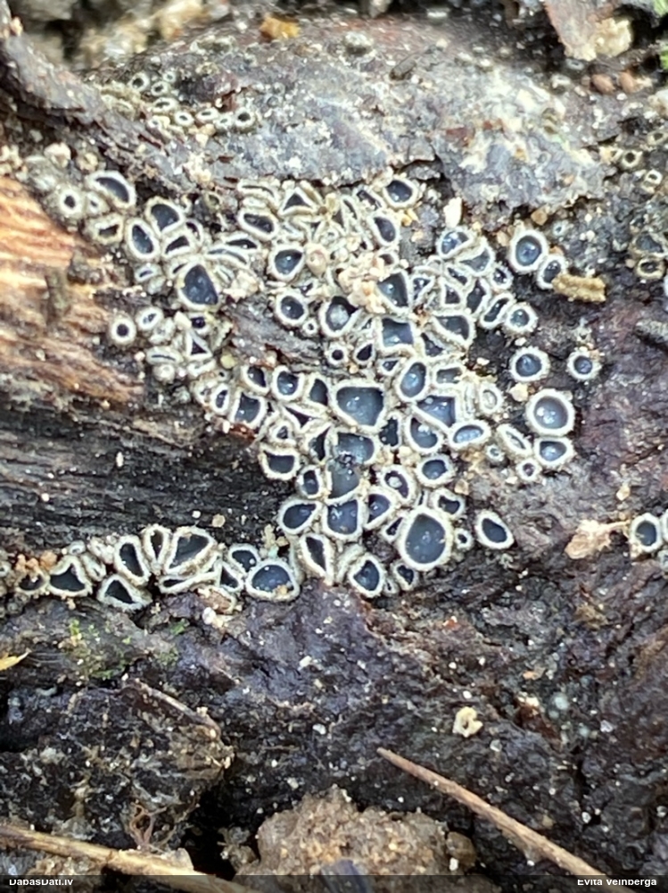 Molīzija (nenoteikta)