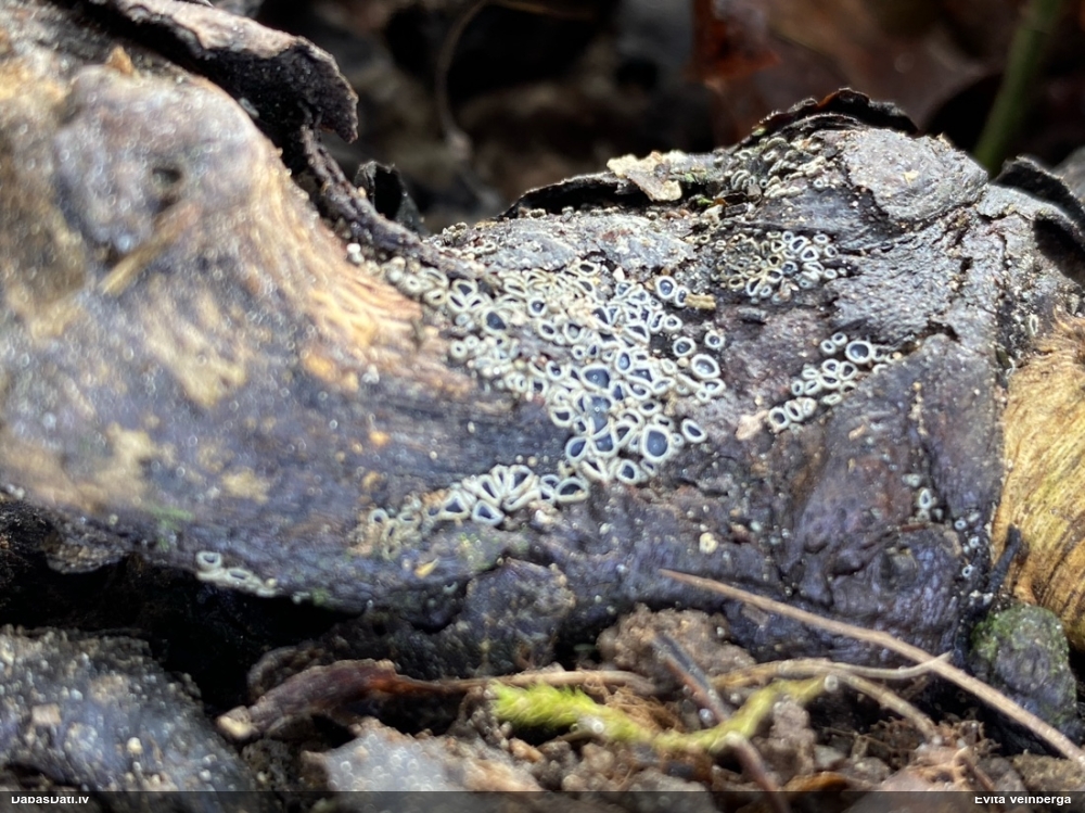 Molīzija (nenoteikta)