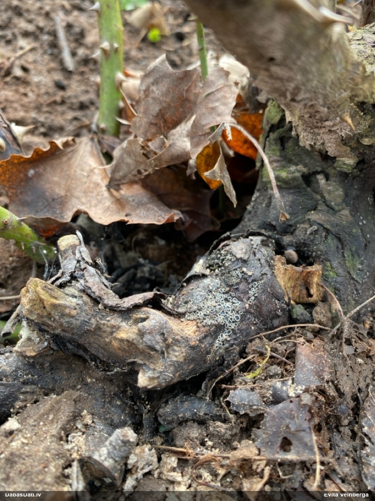 Molīzija (nenoteikta)