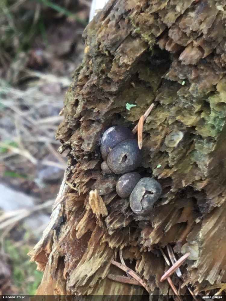 Vilkpienaine (nenoteikta)