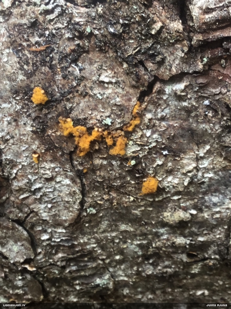 Daudzveidīgā trihija