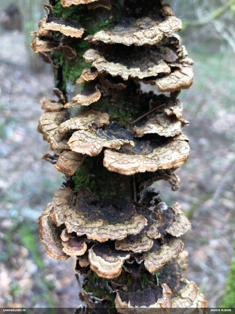 Lazdu brūnsvārcene