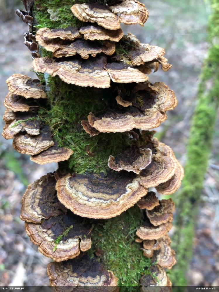 Lazdu brūnsvārcene