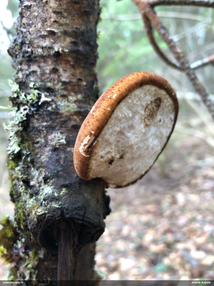 березовый Трутовик