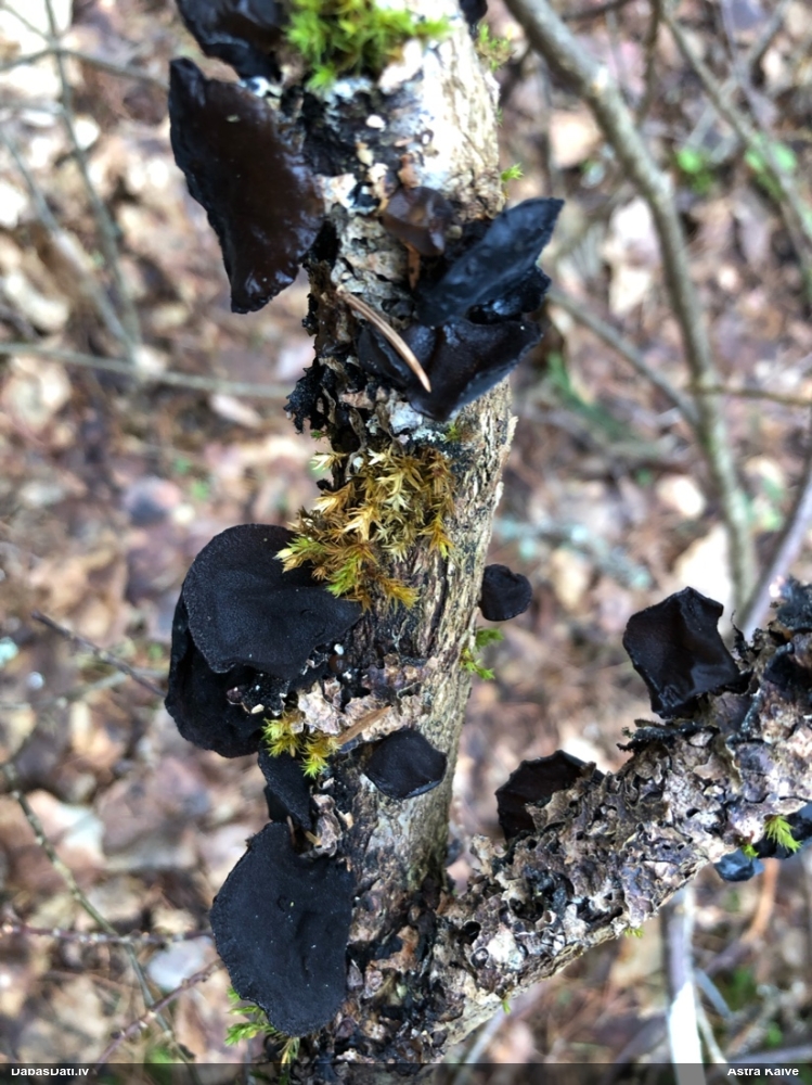 Nošķeltā eksīdija