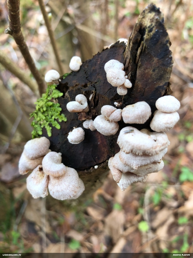 Sūrā pundurkamolene