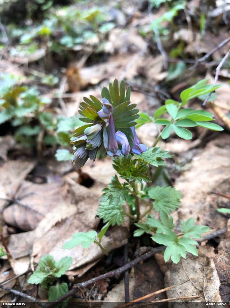 хохлатка плотная