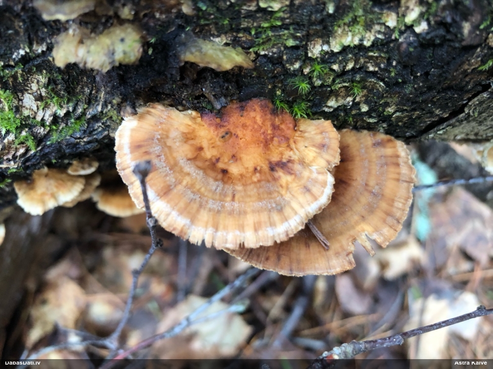 Dzeltenā tauriņpiepe