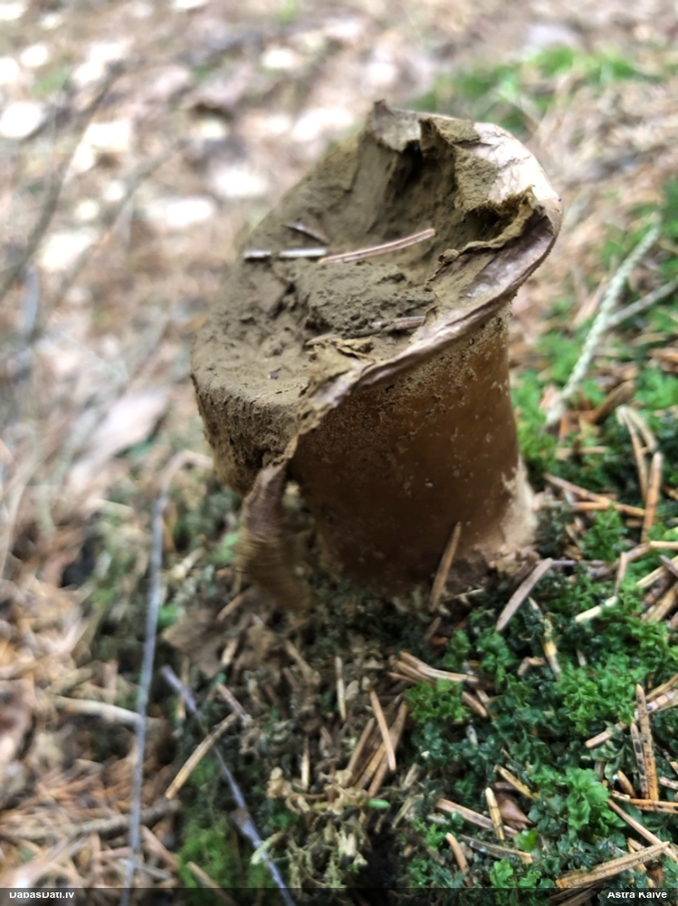 Kātainais zaķpūpēdis