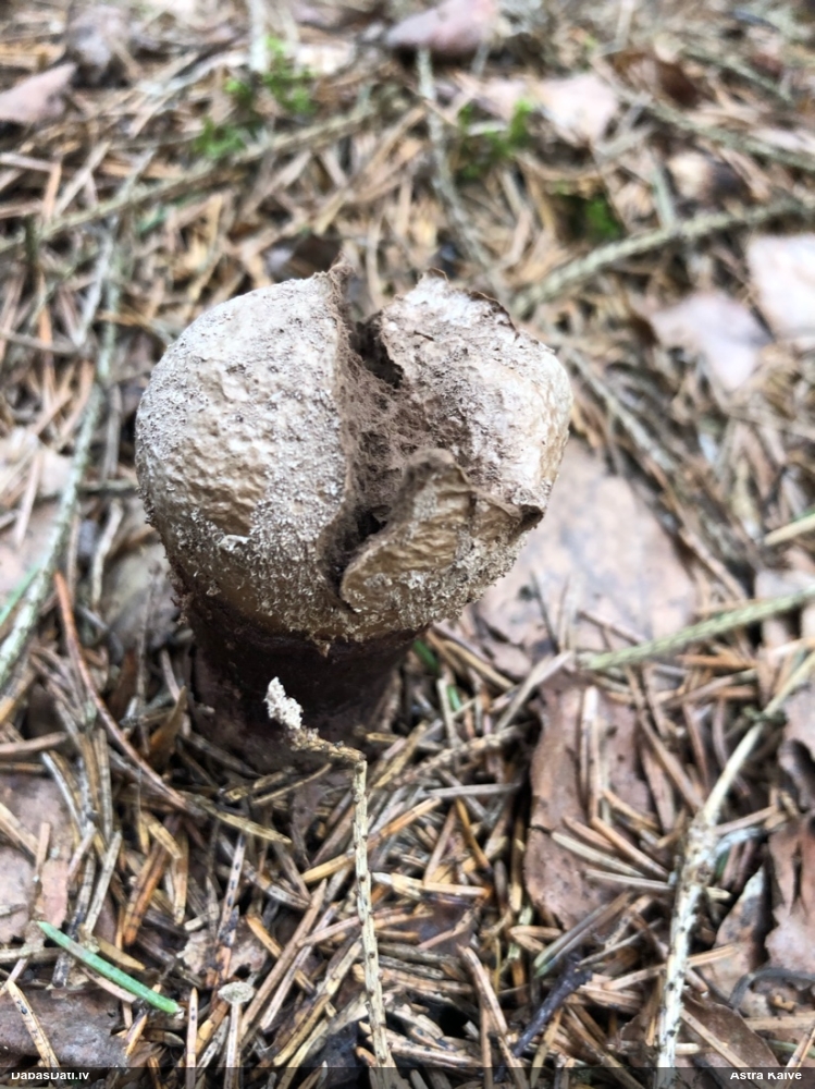 Kātainais zaķpūpēdis