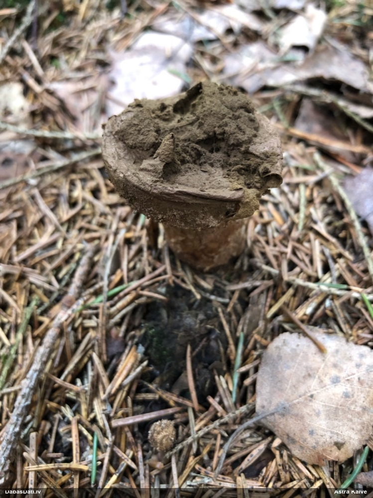 Kātainais zaķpūpēdis