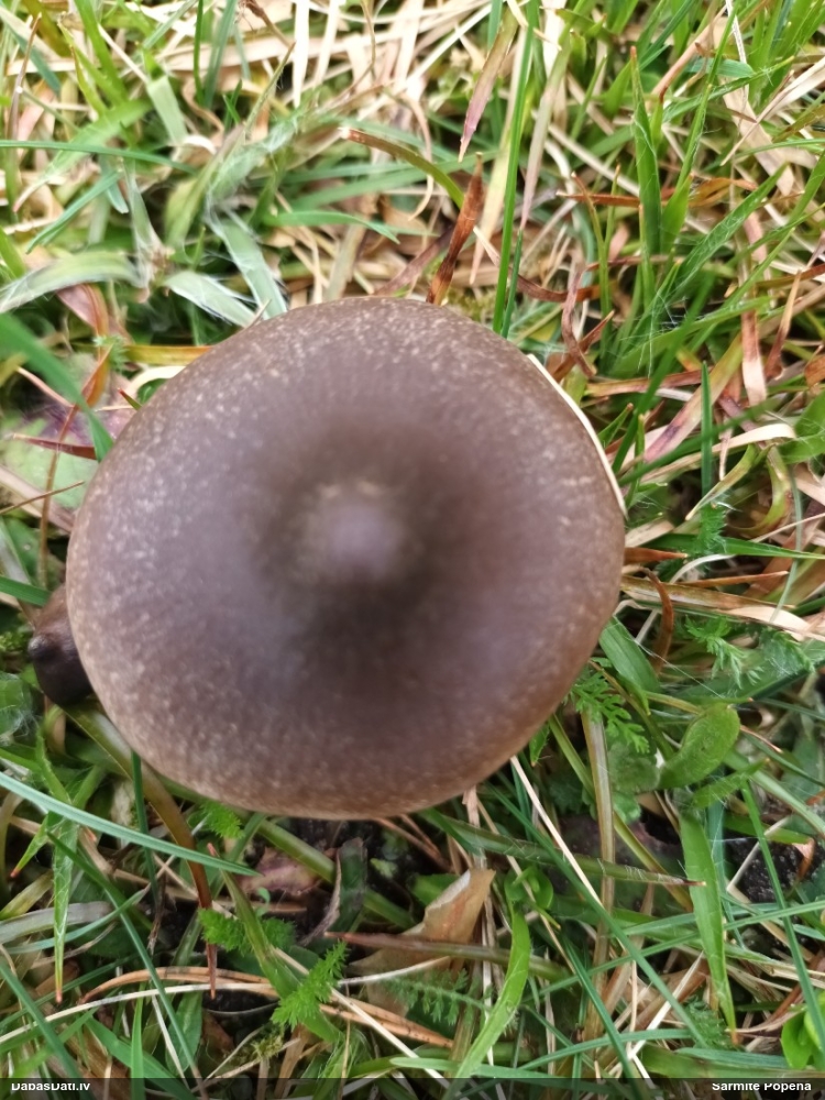 Sarkankārpainība (nenoteikta)