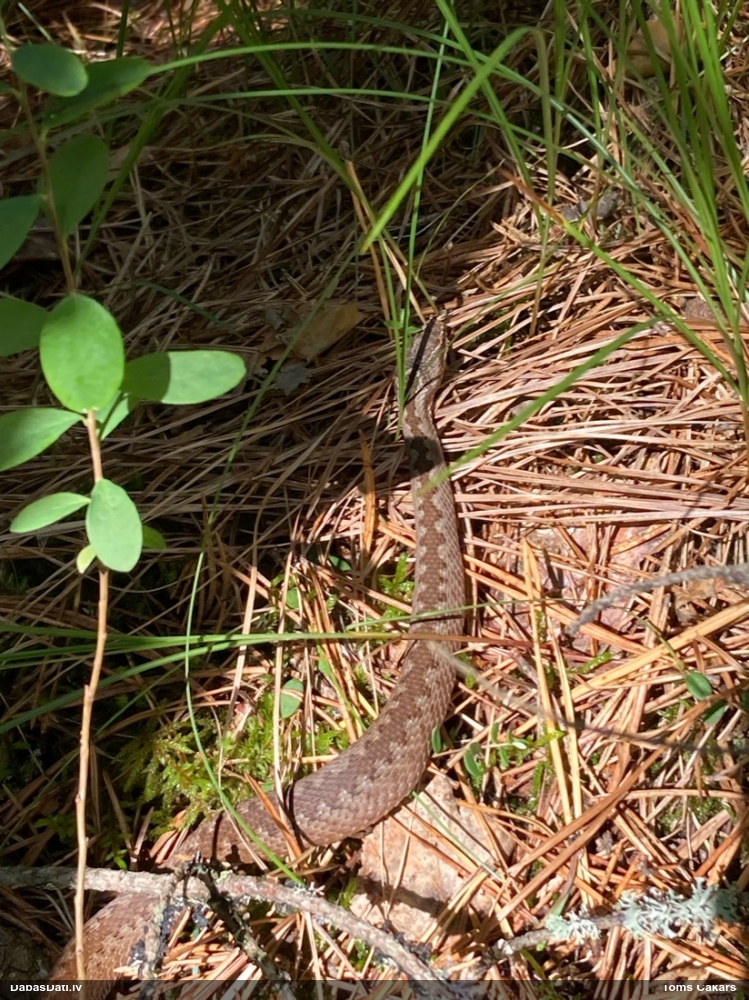 обыкновенная гадюка