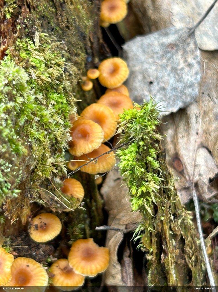 Zvaniņu sausdobīte