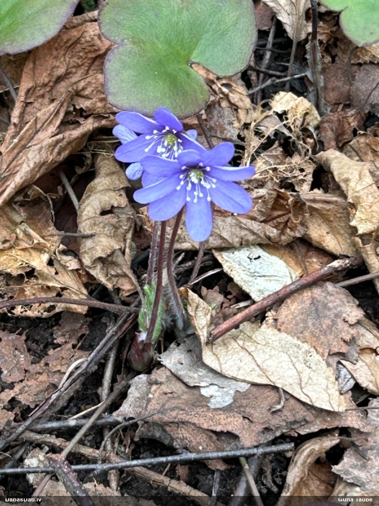 печеночница обыкновенная