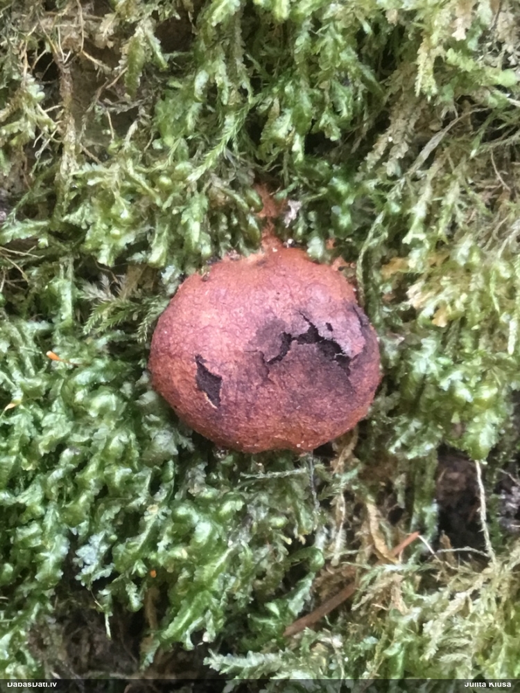 Gludais ragansviests