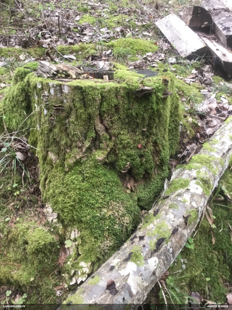 Gludais ragansviests