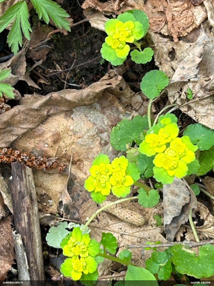 селезеночник обыкновенный