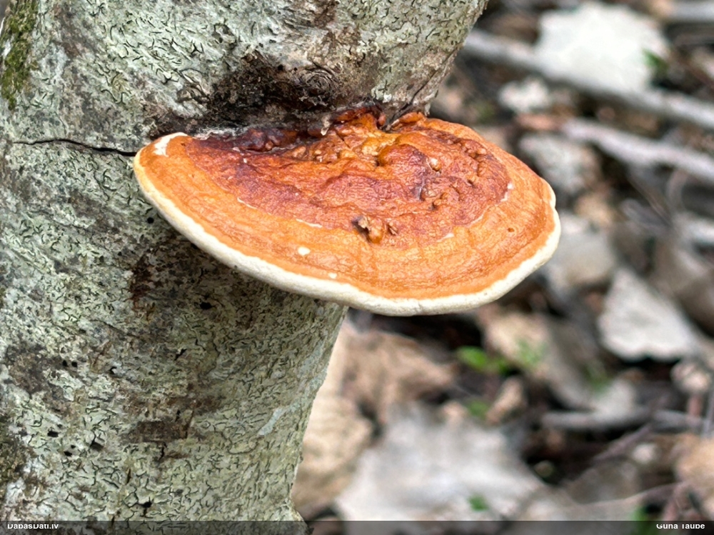 Окаймленный трутовик