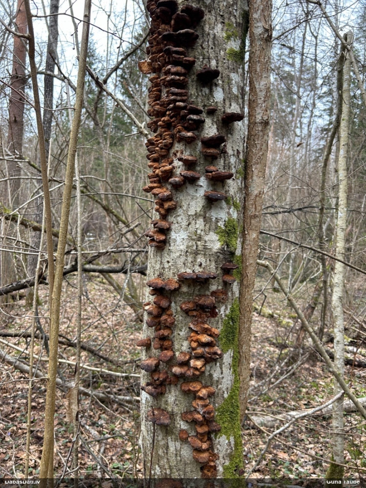 Alkšņu spulgpiepe