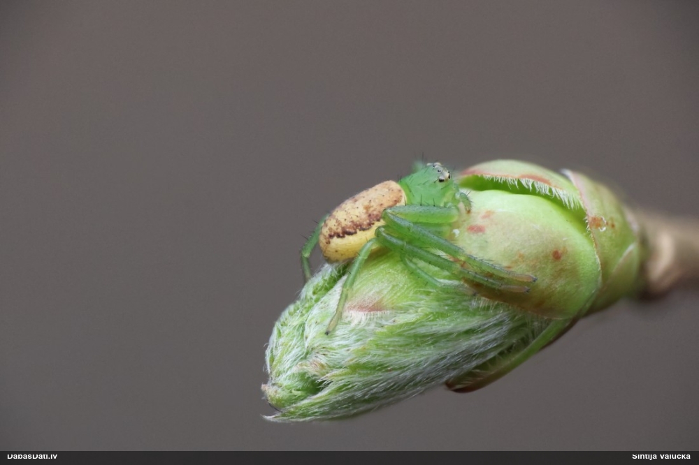 Krabjzirneklis Diaea dorsata