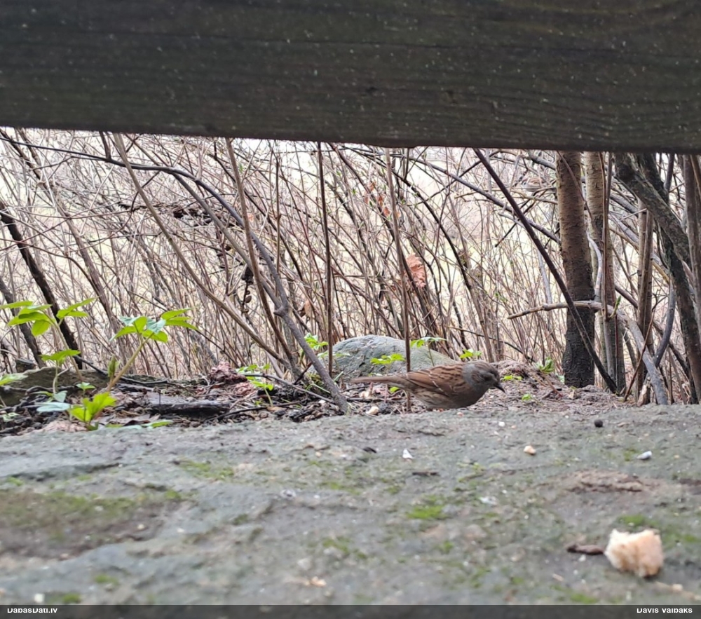 лесная завирушка