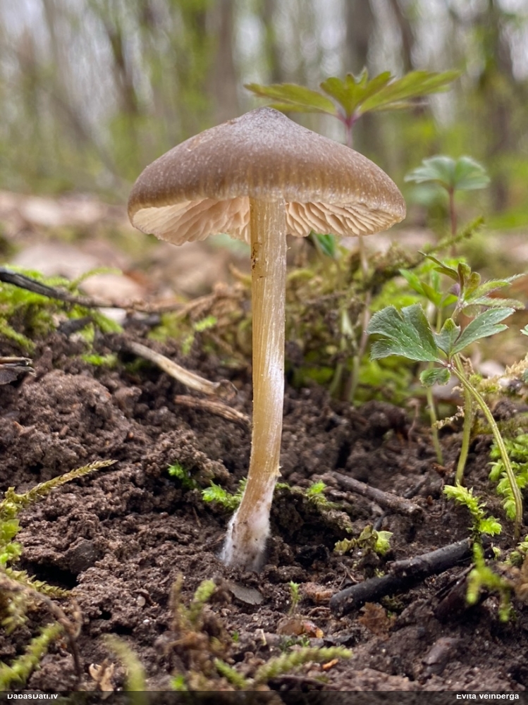 Pavasara sārtlapīte