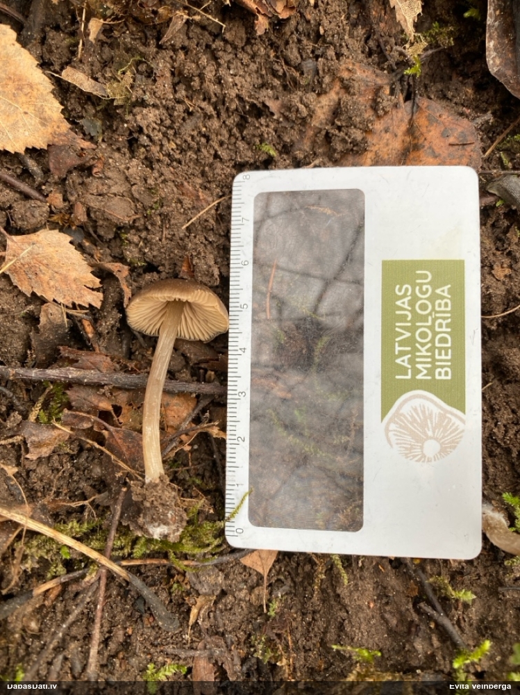 Pavasara sārtlapīte