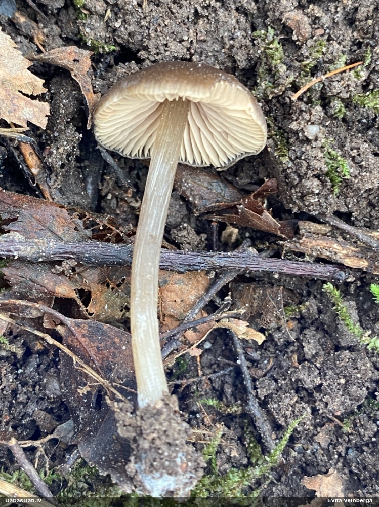 Pavasara sārtlapīte