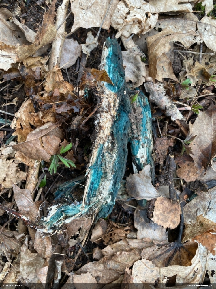 Zilzaļā hlorociborija