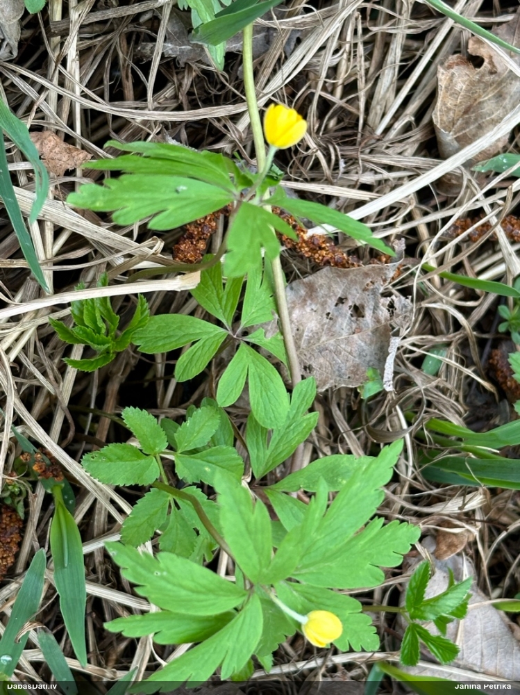 ветреница лютиковая