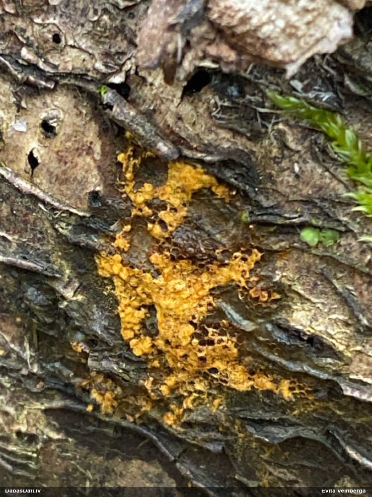 Trihija, hemitrihija (nenoteikta)