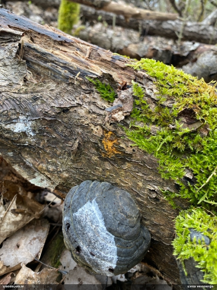 Trihija, hemitrihija (nenoteikta)