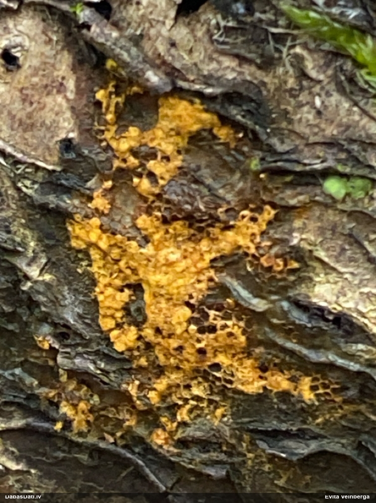 Trihija, hemitrihija (nenoteikta)