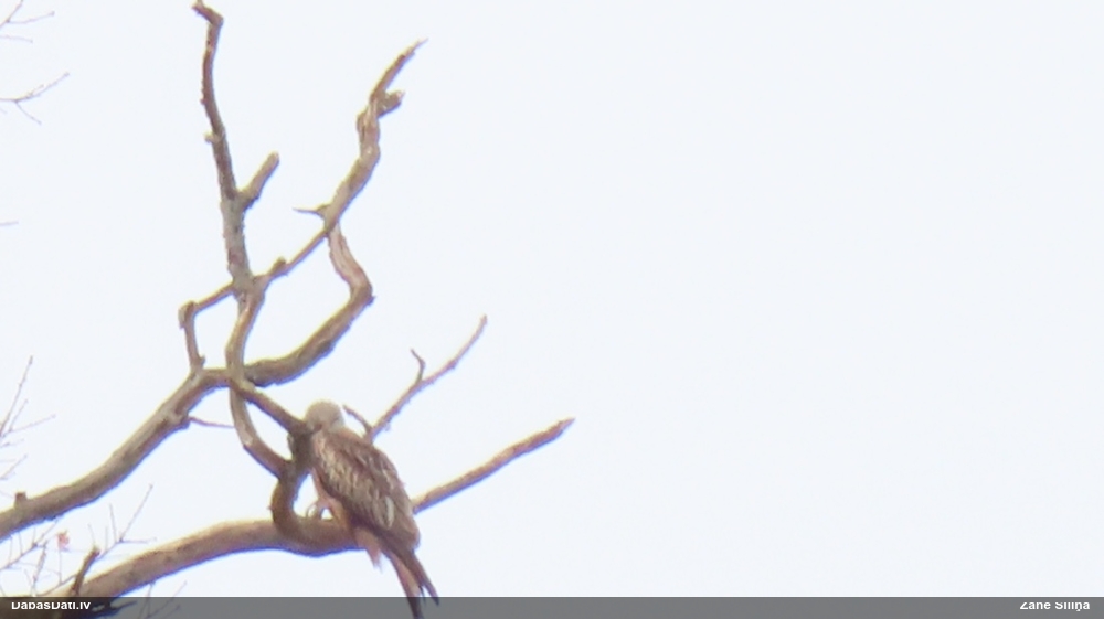 красный коршун