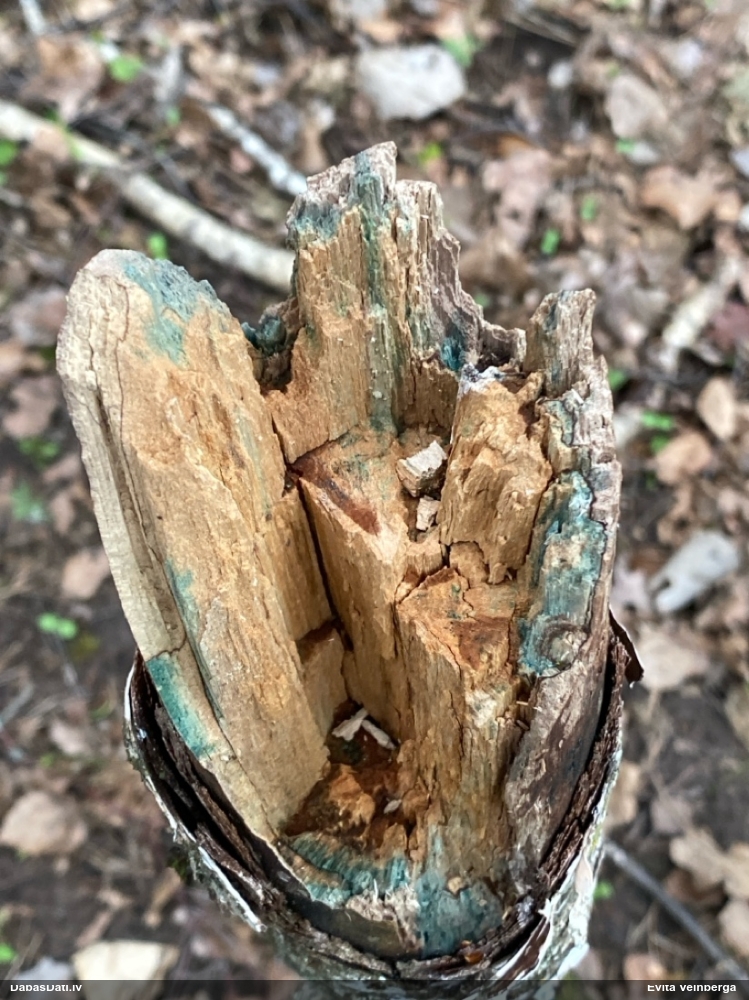 Zilzaļā hlorociborija