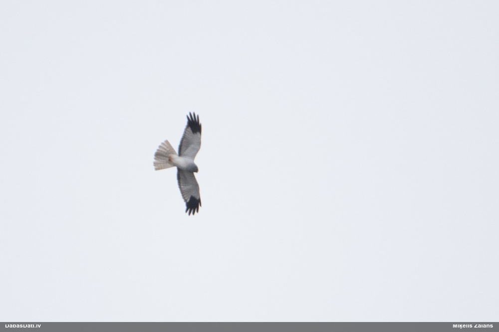 полевой лунь