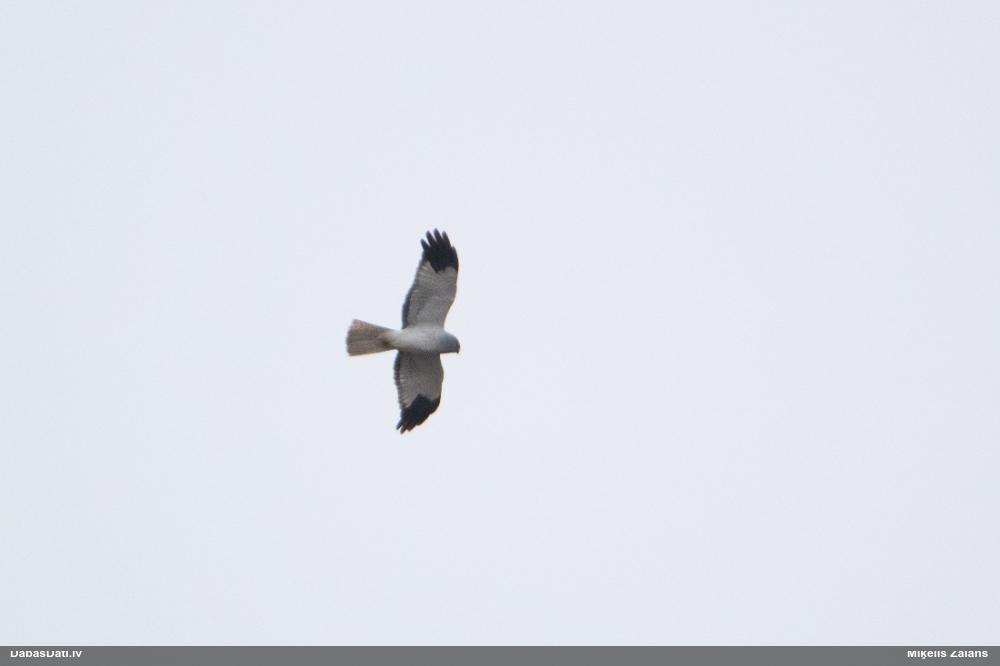 полевой лунь