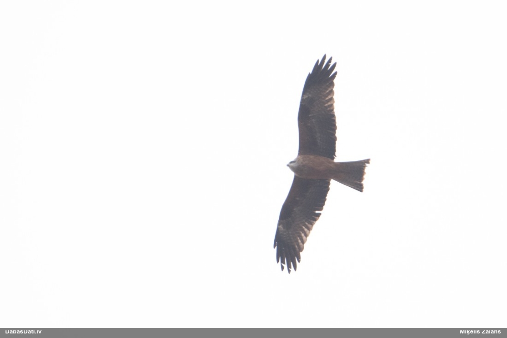 черный коршун