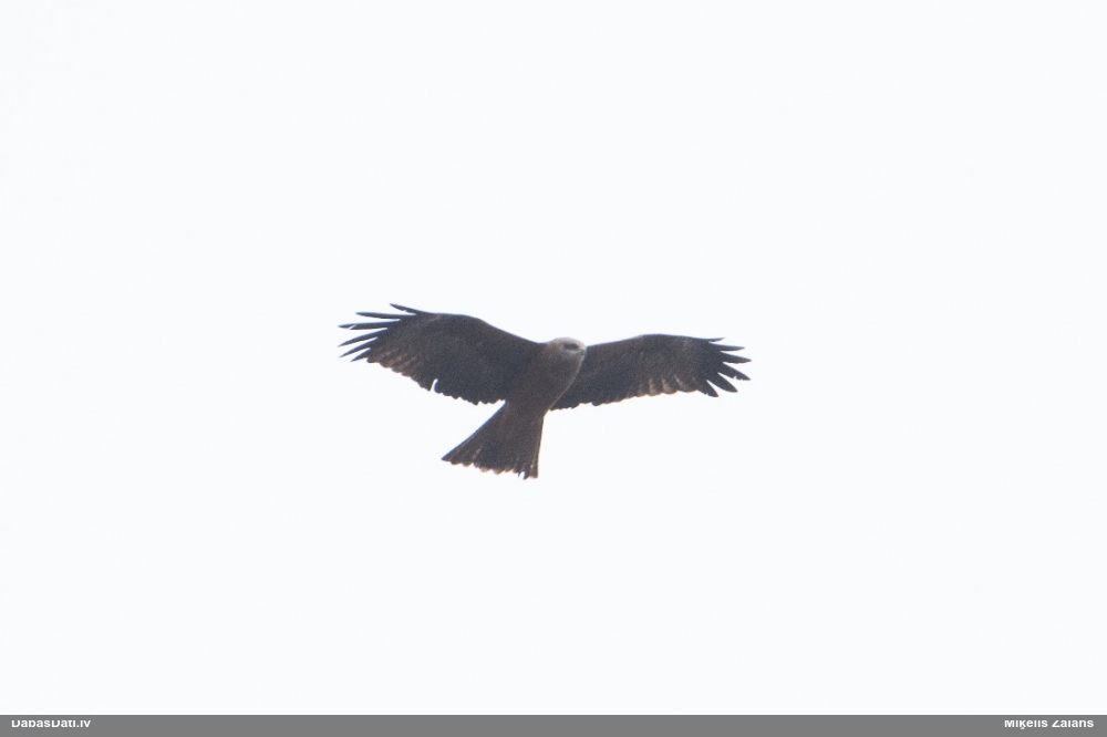 черный коршун