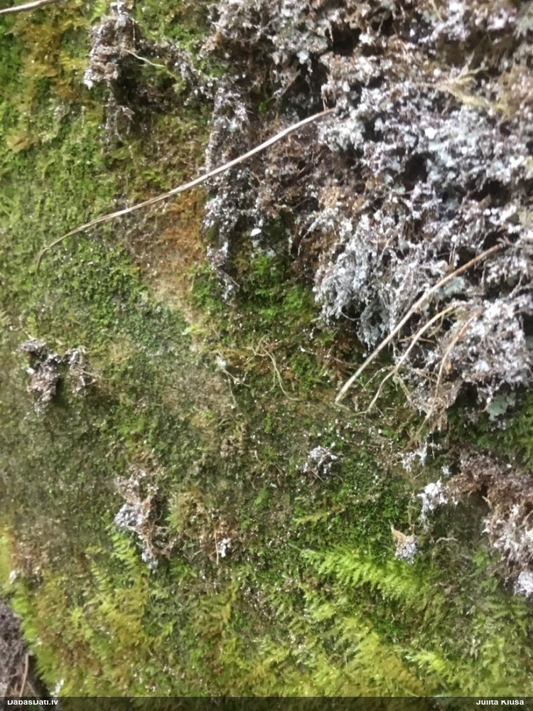 Mēlītes sīkvijzobe