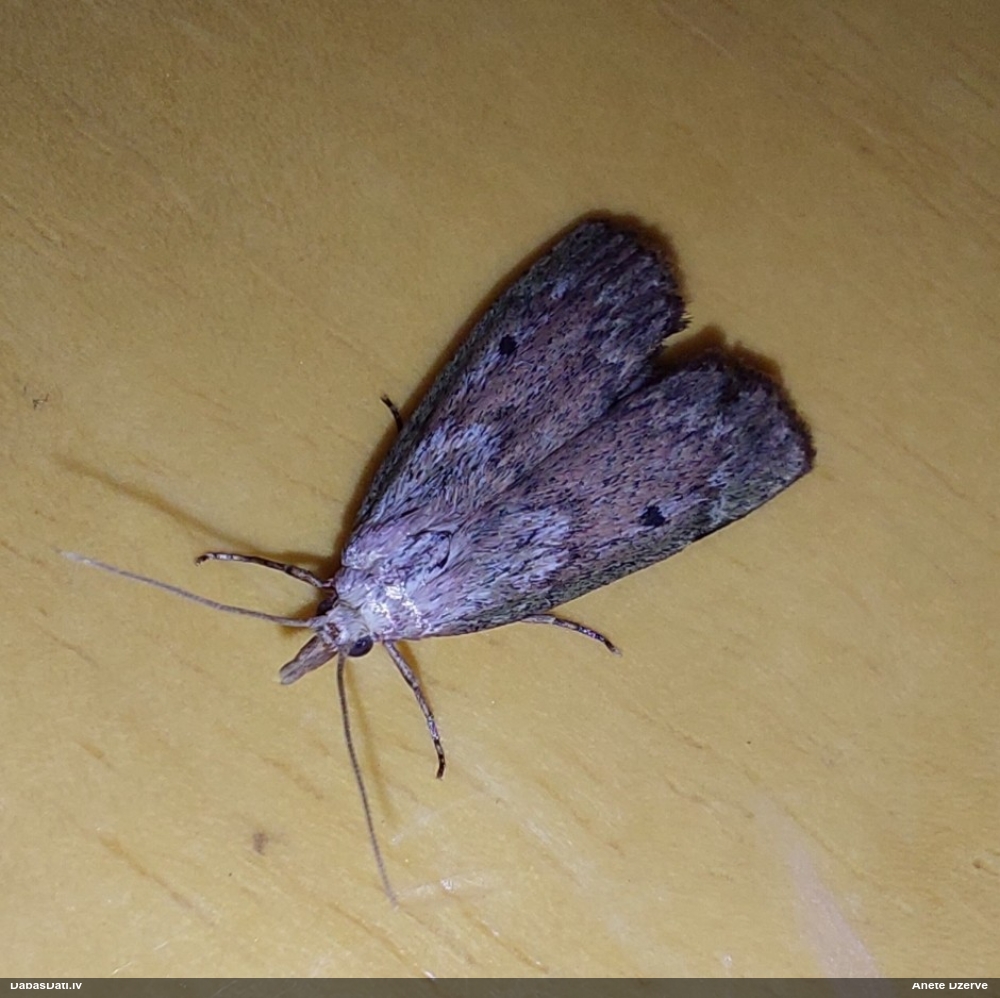 Svilnis Aphomia sociella