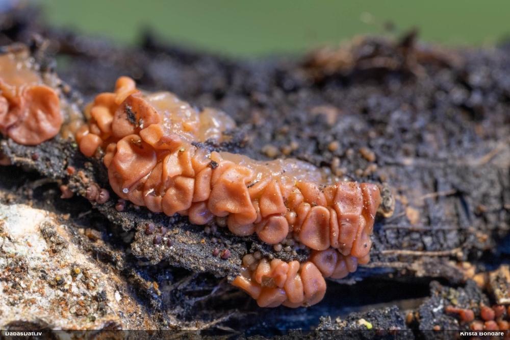 Receklene, eksīdija (nenoteikta)