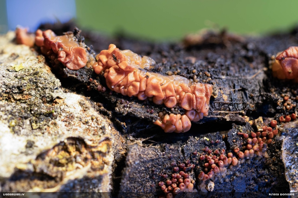 Receklene, eksīdija (nenoteikta)