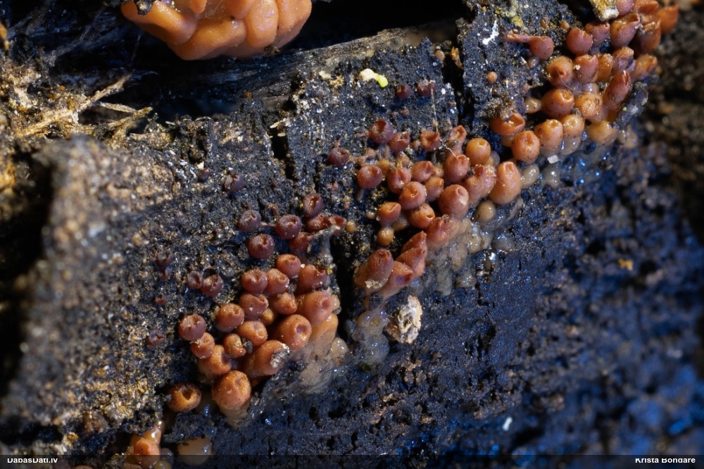 Receklene, eksīdija (nenoteikta)