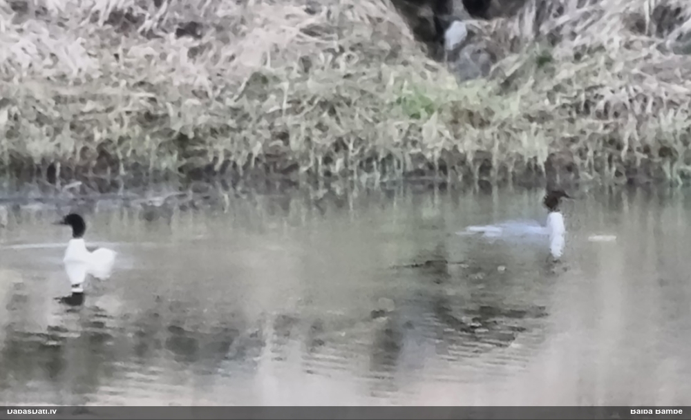 большой крохаль