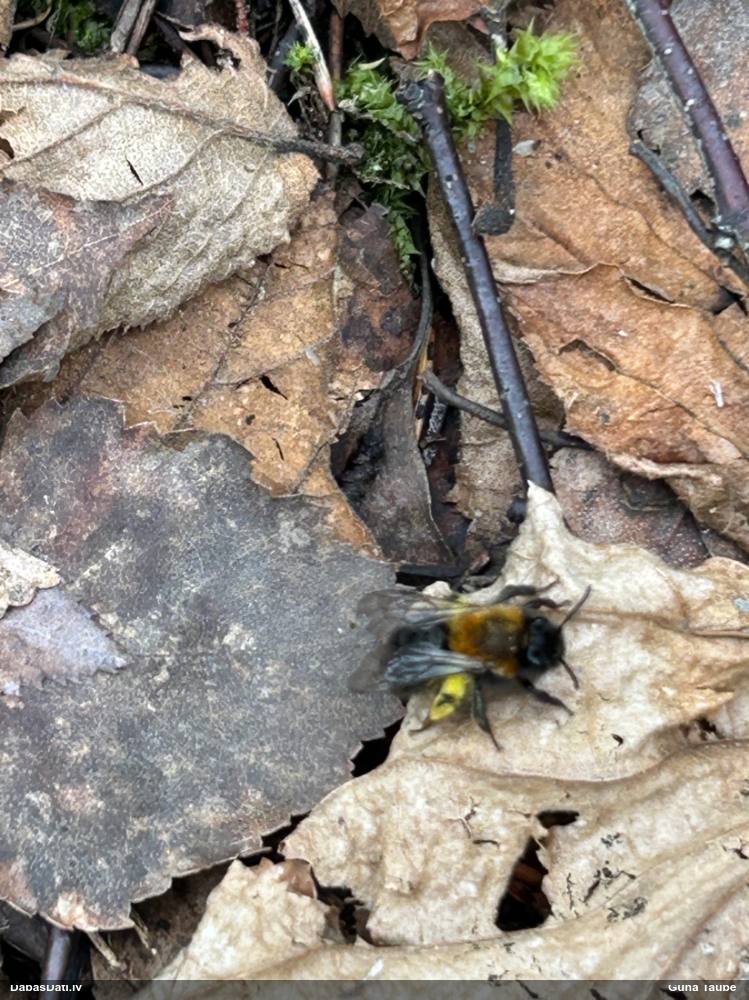 Smilšbite Andrena clarkella