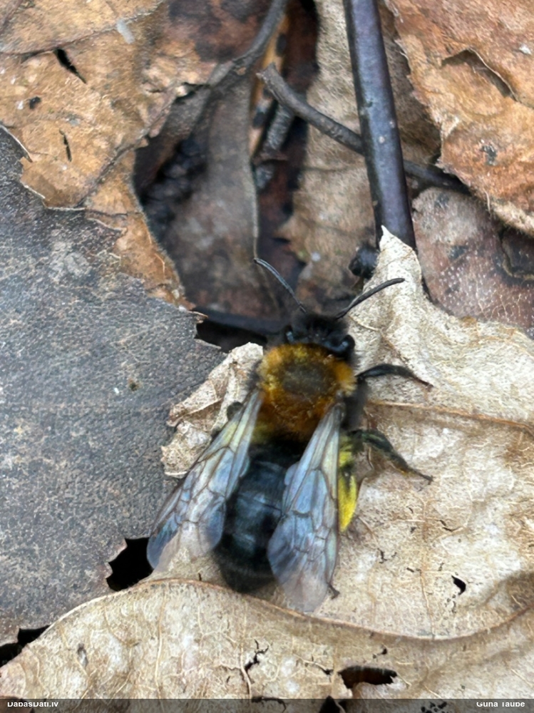 Smilšbite Andrena clarkella
